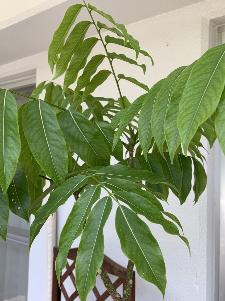 ジャックと豆の木